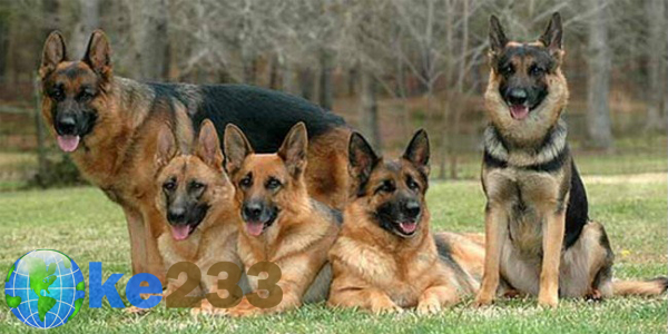 Oke233 Anjing Terpopuler Di Dunia