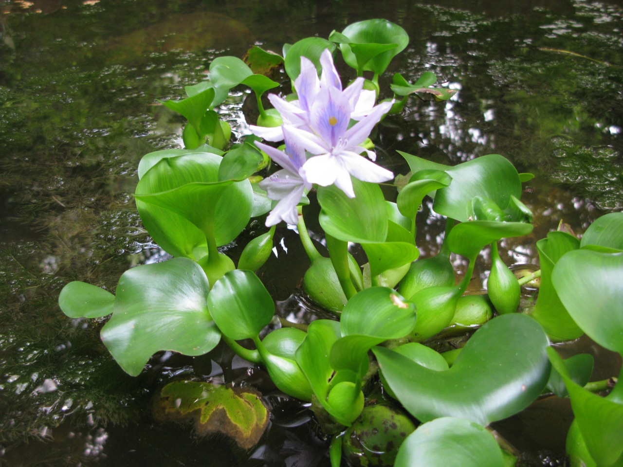 Water Hyacinth