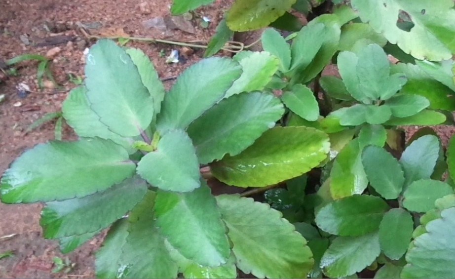 Akkapana(Kalanchoe pinnata) Herbal plants Sri Lanka