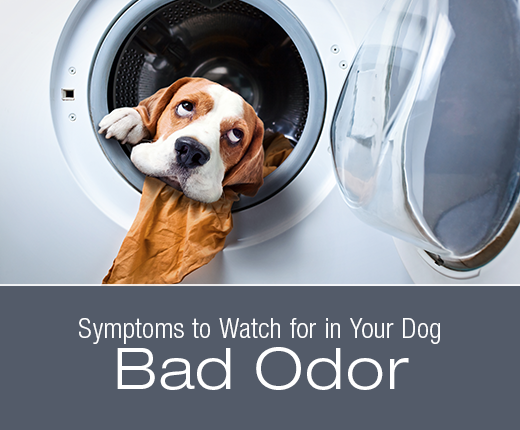 Symptoms To Watch For In Your Dog: Bad Odor