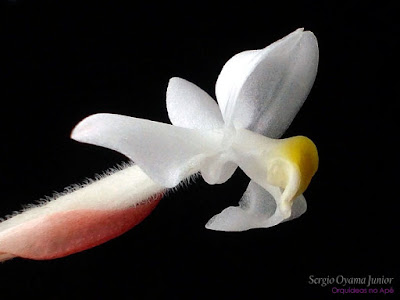 Orquídea Ludisia discolor