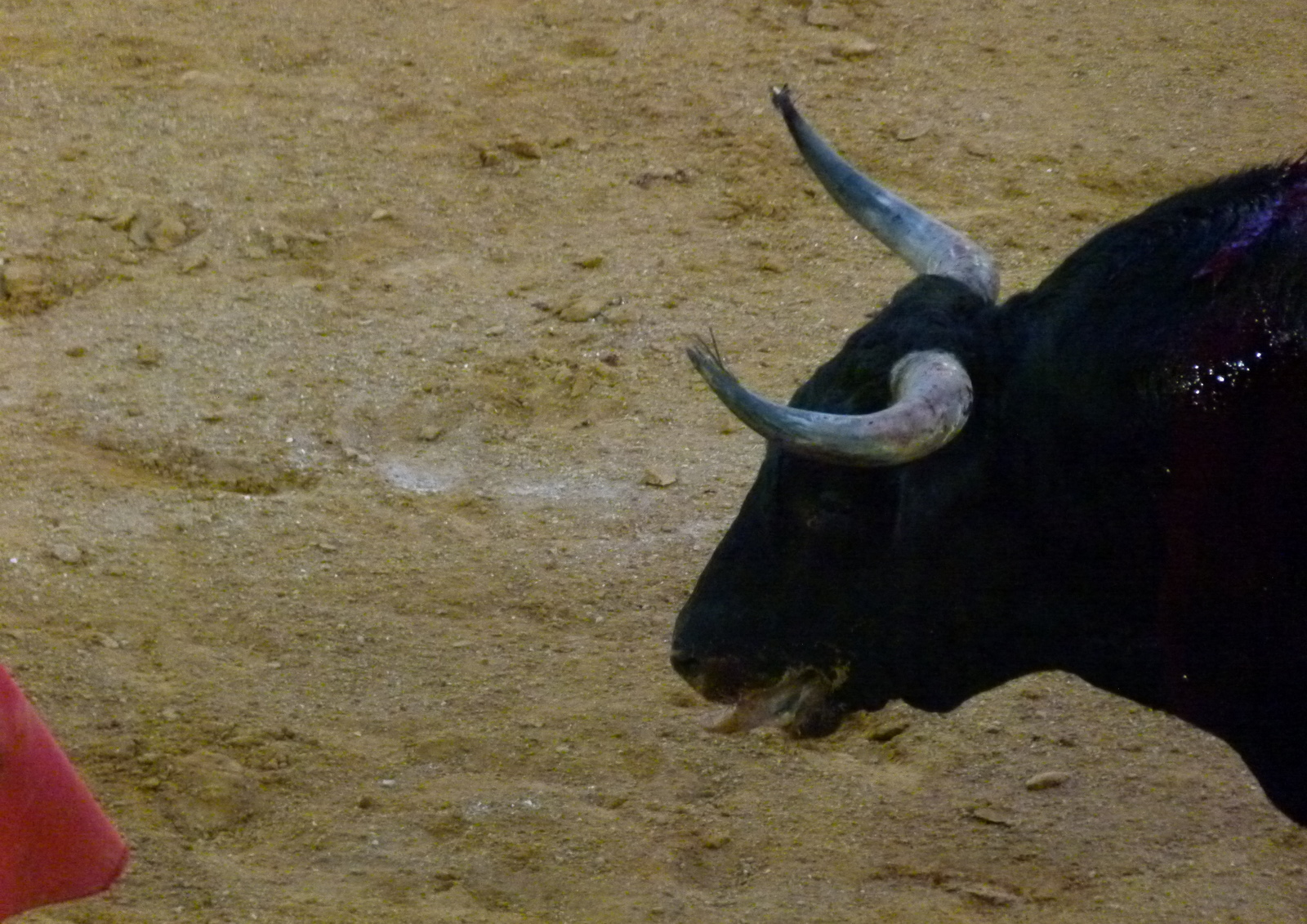 Hasta el rabo todo es toro Los pitones de la Reina