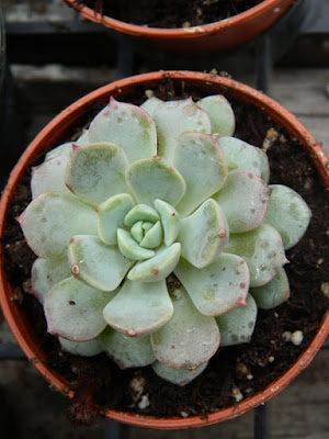 Sunnybrook Volunteer Association greenhouse Echeveria by garden muses-not another Toronto gardening blog