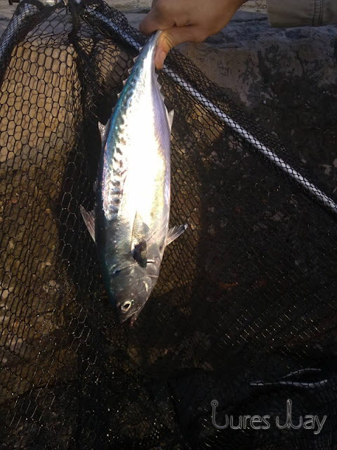 Lures Way: Pink jig - plava riba