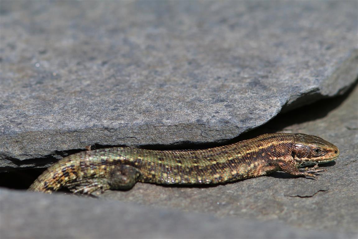 Life in pictures Common lizards basking in the warm weather