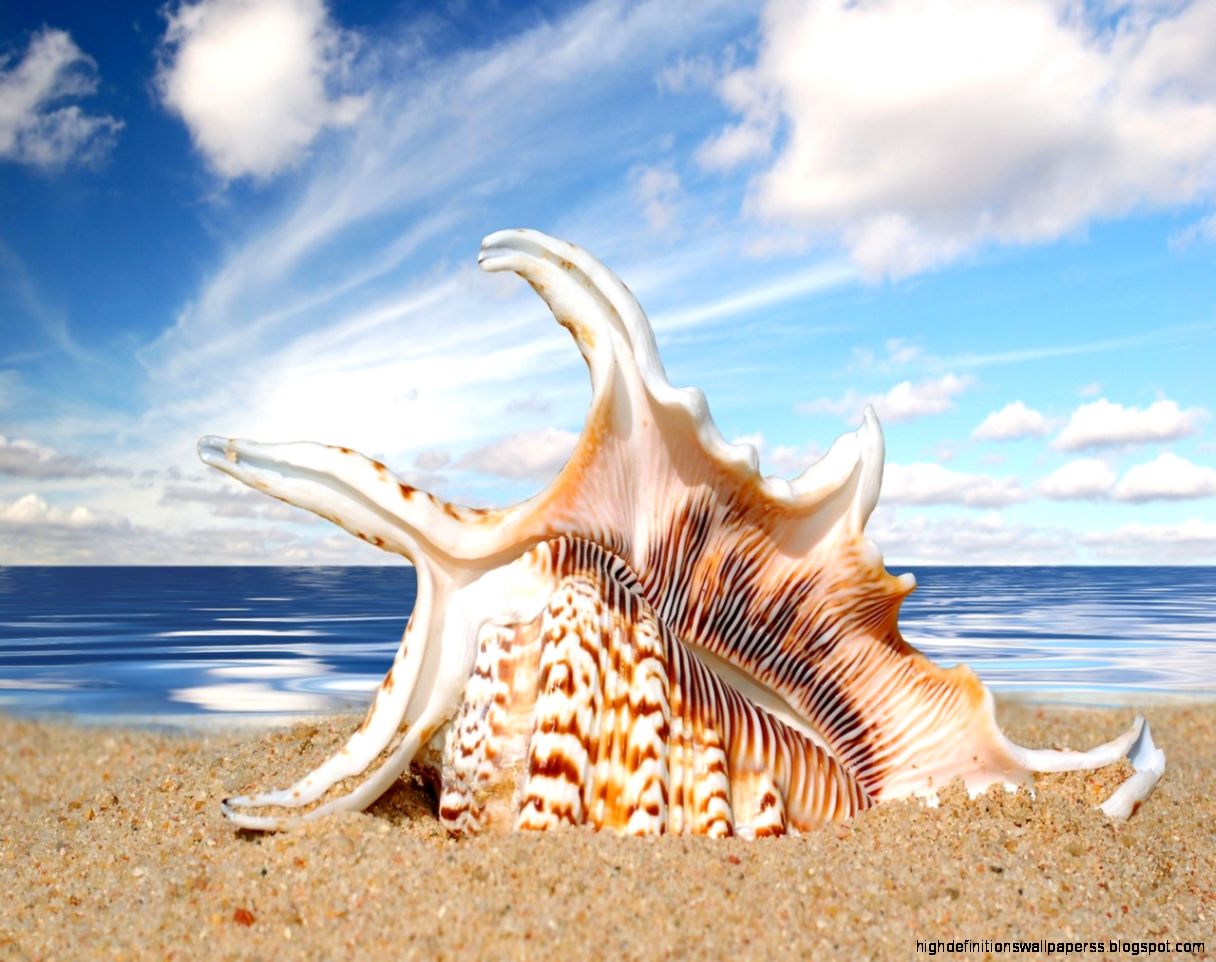 Snail Shells Wallpapers   HD Wallpapers Inn