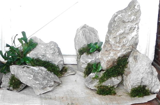 Pertanyaan Harga Dan Jenis Batu Aquascape Alam Ikan