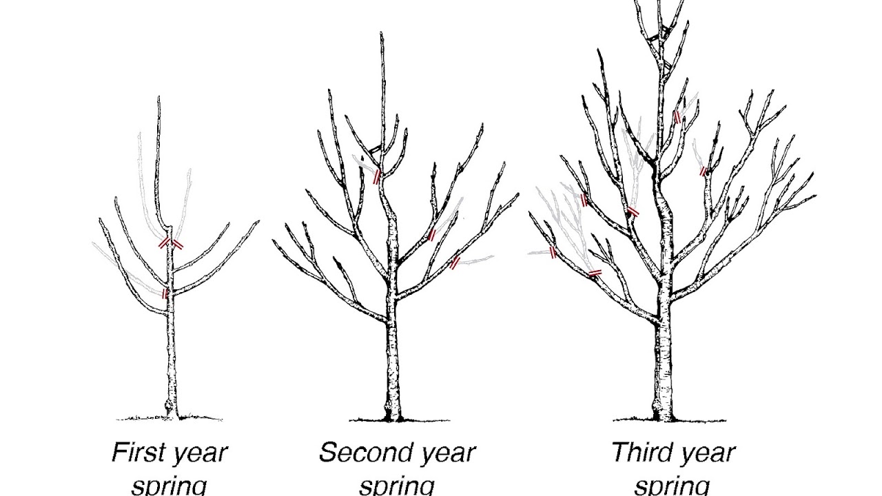 Pruning New Apple Trees Tree Choices