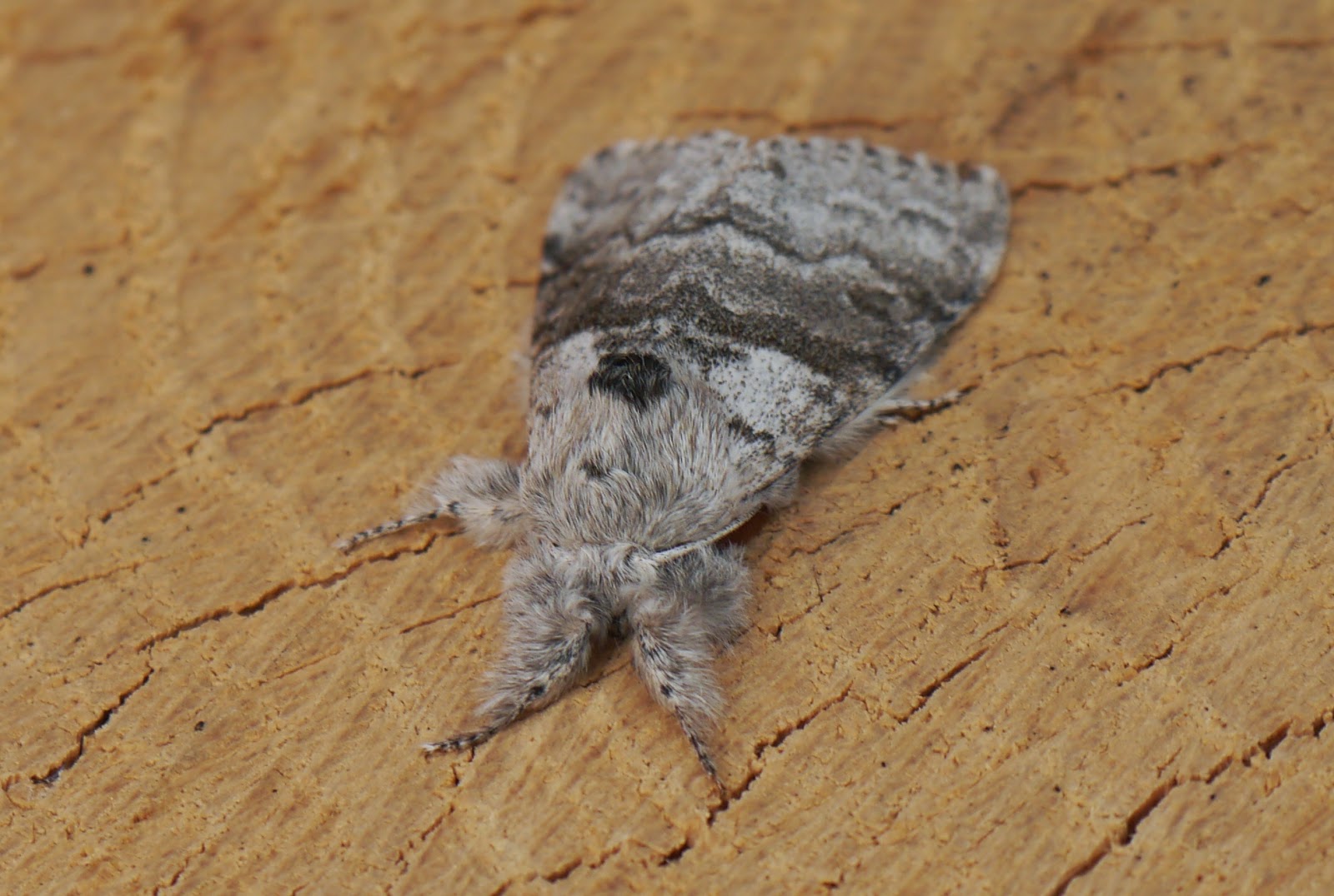 Wilde About Birds Chocolate Moths!