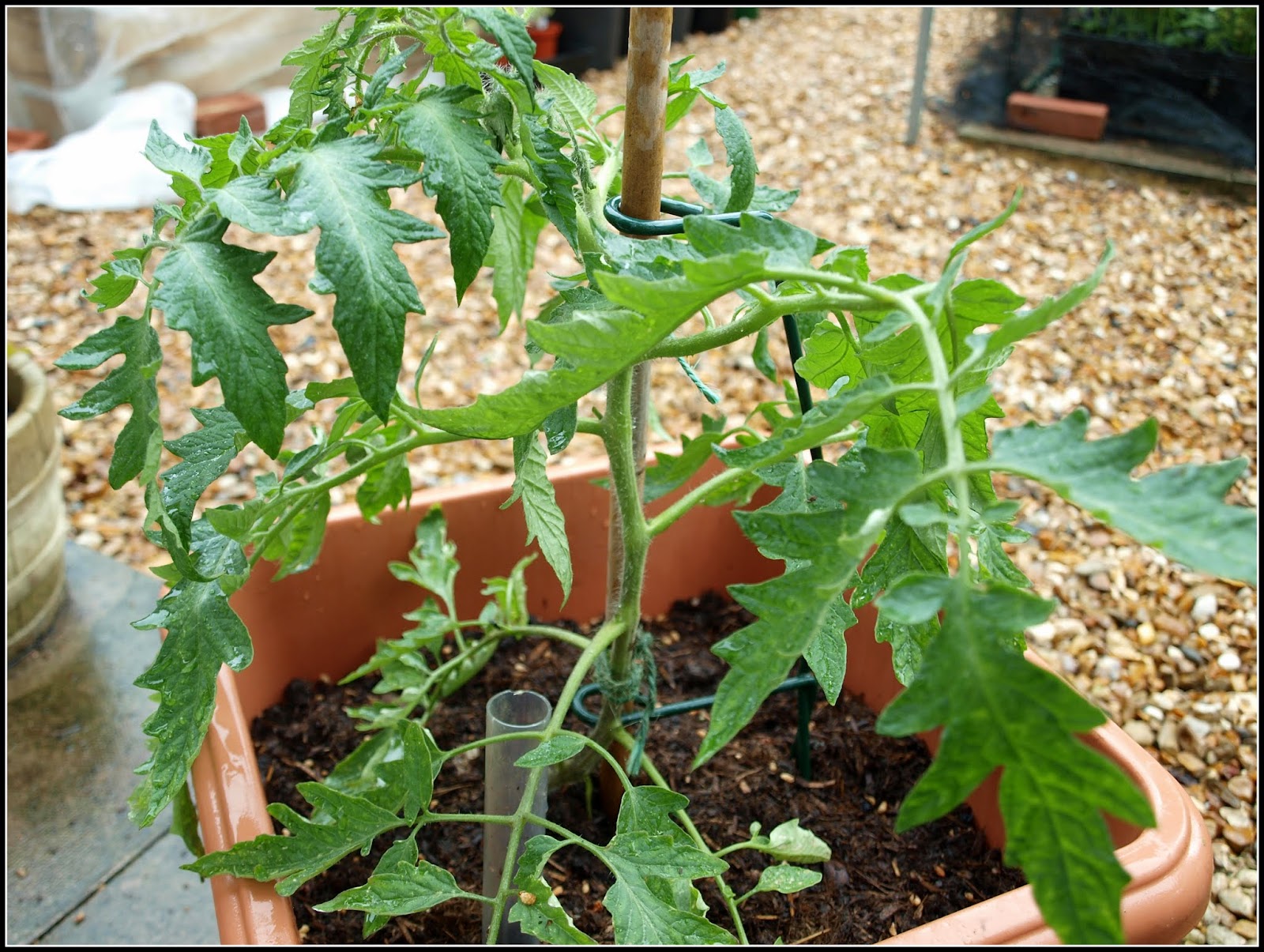 Mark's Veg Plot: Pinching-out and tying-in