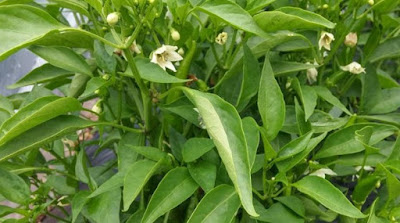 cayenne pepper green plant