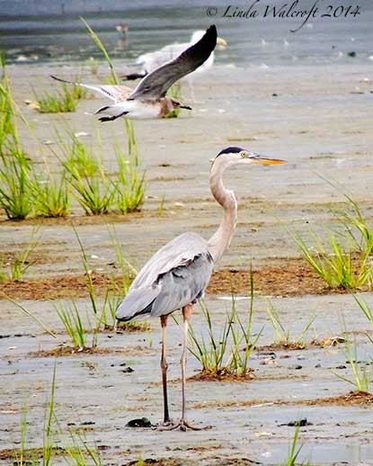 birds in marsh