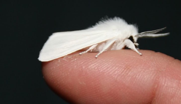 " Poodle Moth " , أو "عثة البودل" Poodlemoth3