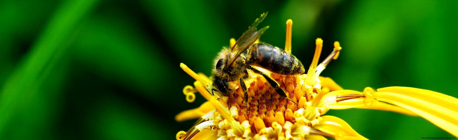 Flower Bee Pollination