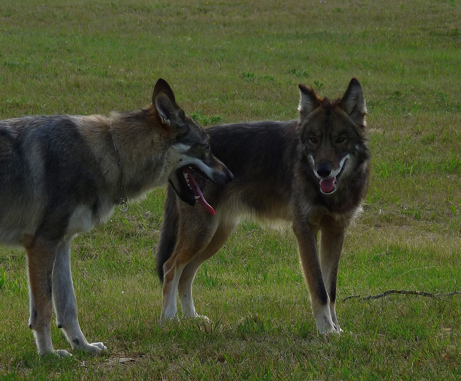 Que Veut Dire Entre Chien Et Loup