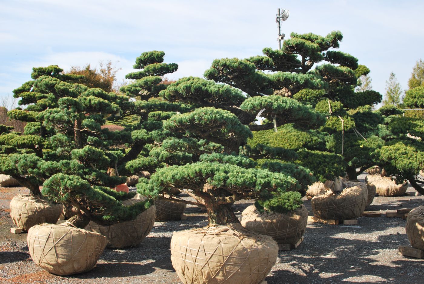 Bonsai Moravia Blog JAPAN 2015 02 BONSAI MARKET AT CHIBA