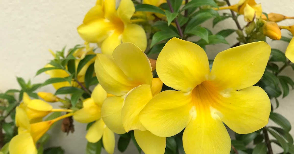 Flores todo el Año /Flowers all Year Long