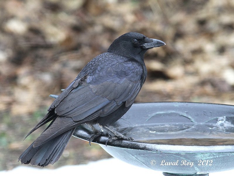Des oiseaux sur ma route L'insaisissable Corneille