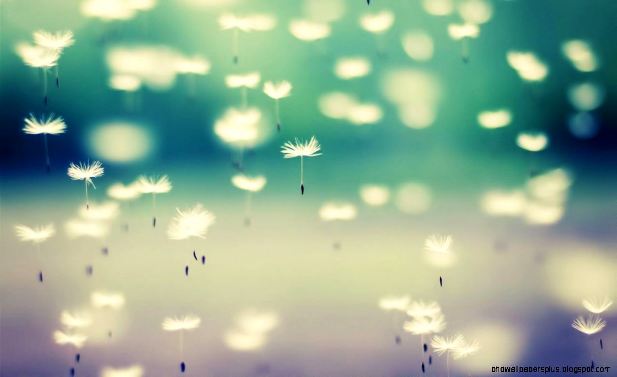 dandelion wallpaper