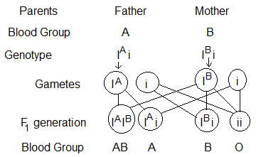 can aa genotype marry each other