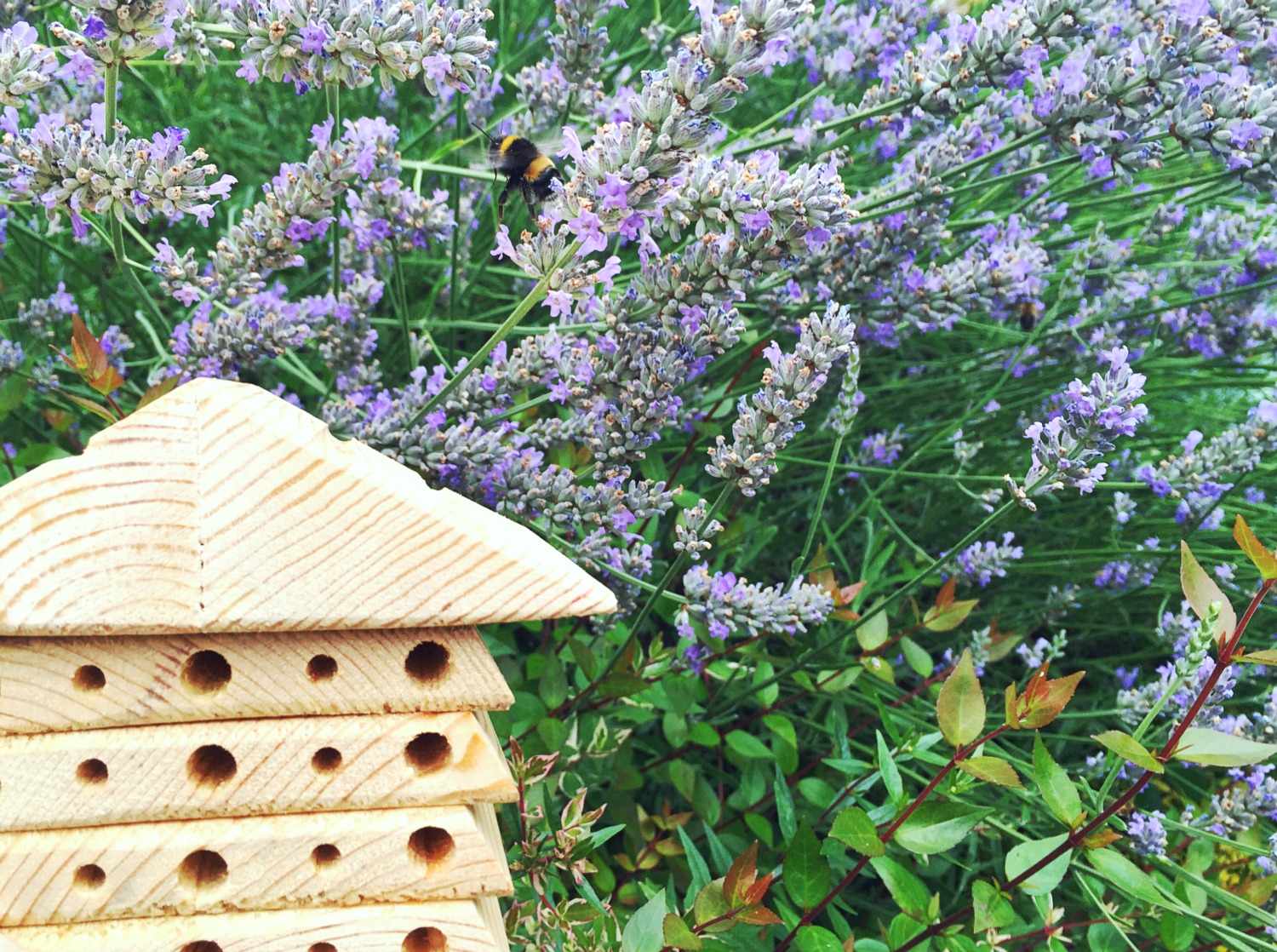 Story of bees, save the bees, fruit tea, herbal teas, taylors of harrogate, childhood summer, bee hotel 