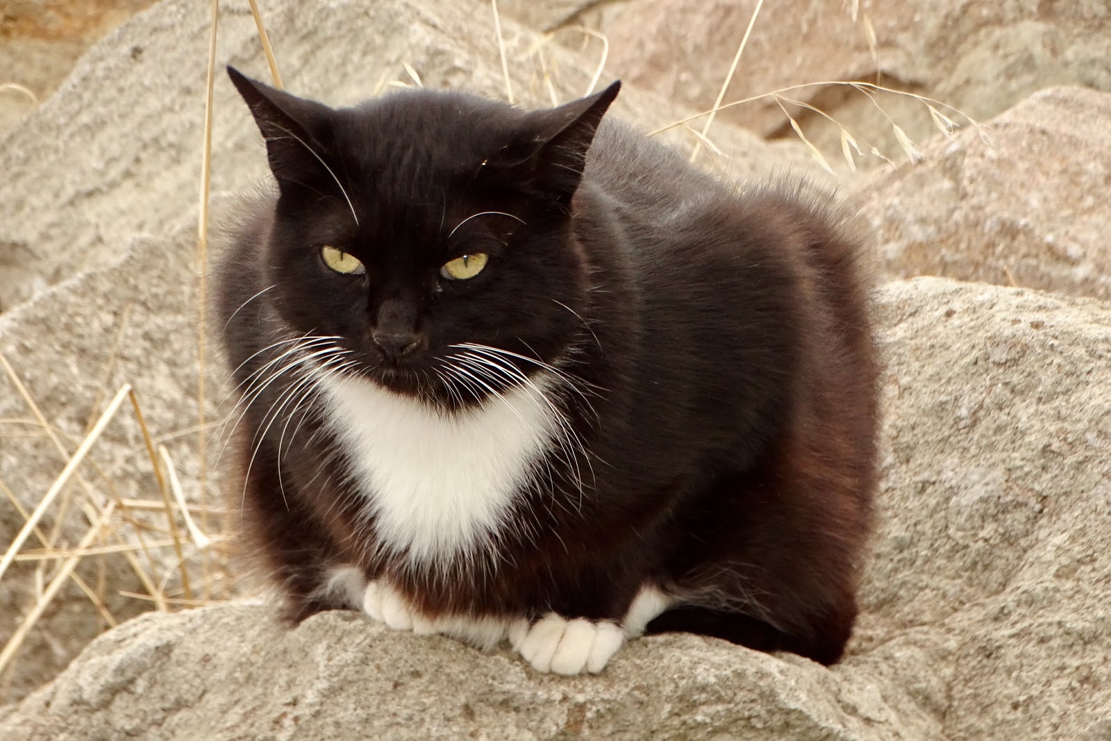 Santicat Gatos Cimarrones Gato Particolor