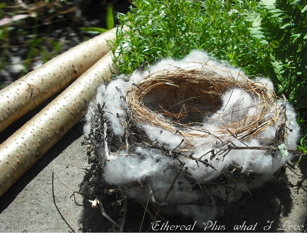 Ethereal PLUS what I Love The Nest