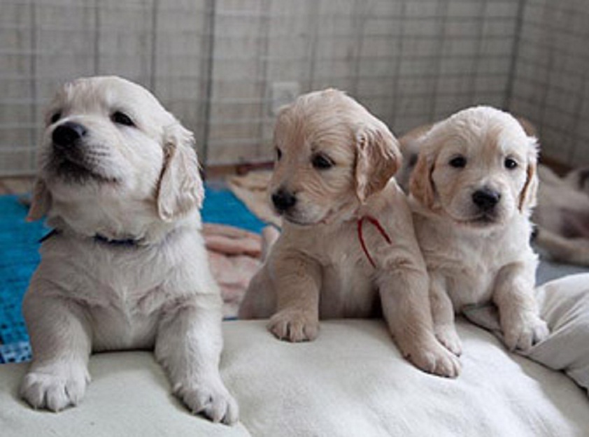 bursa satılık köpek