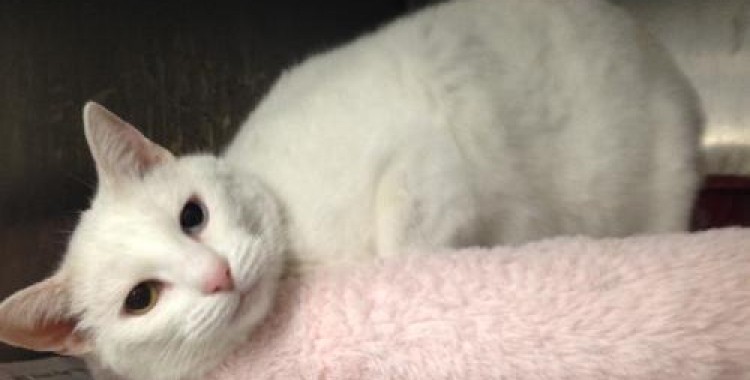 fancy cats rescue team