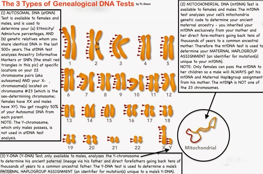 what do ancestry dna tests tell you
