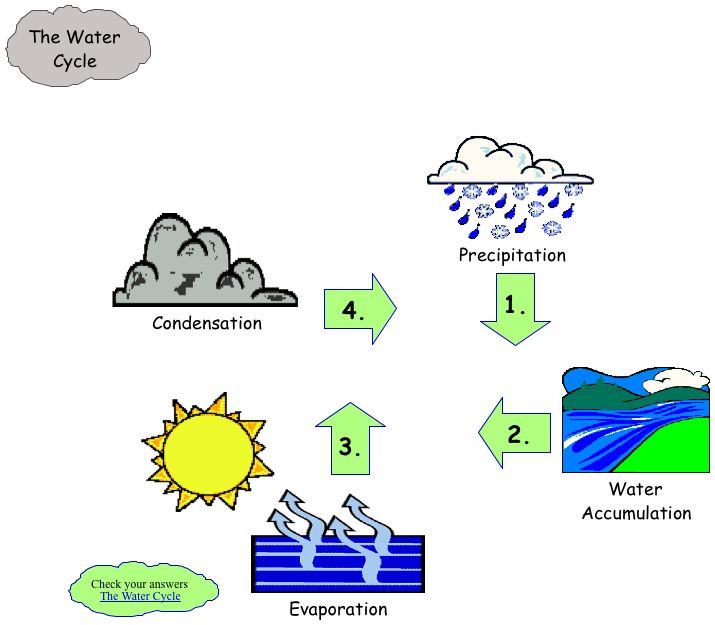 Cedar Park Grade 4: The Water Cycle