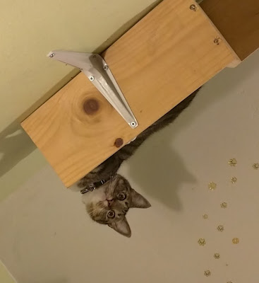 Wall-mounted shelves for cat entertainment