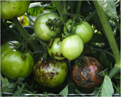 NCSU PDIC: Attack of the Killer Tomato (Spotted Wilt Virus)