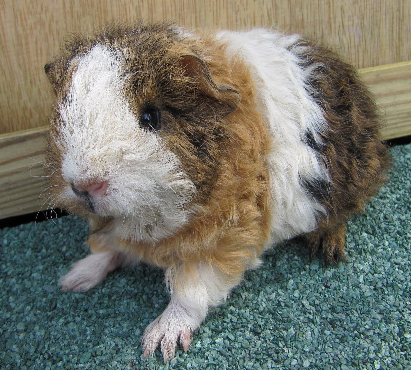 All Things Guinea Pig Weigh in and updates