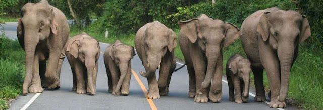 Les éléphants de Thaïlande 