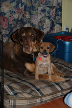 Our furry friends: Fudge (lab cross) & Ginger (puggle)