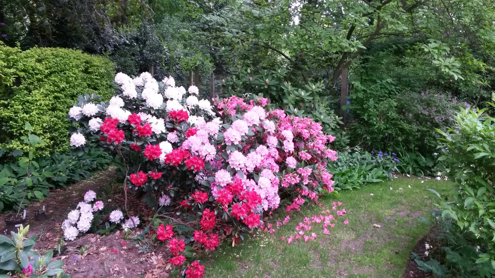 The Intercontinental Gardener Vibes About Viburnums