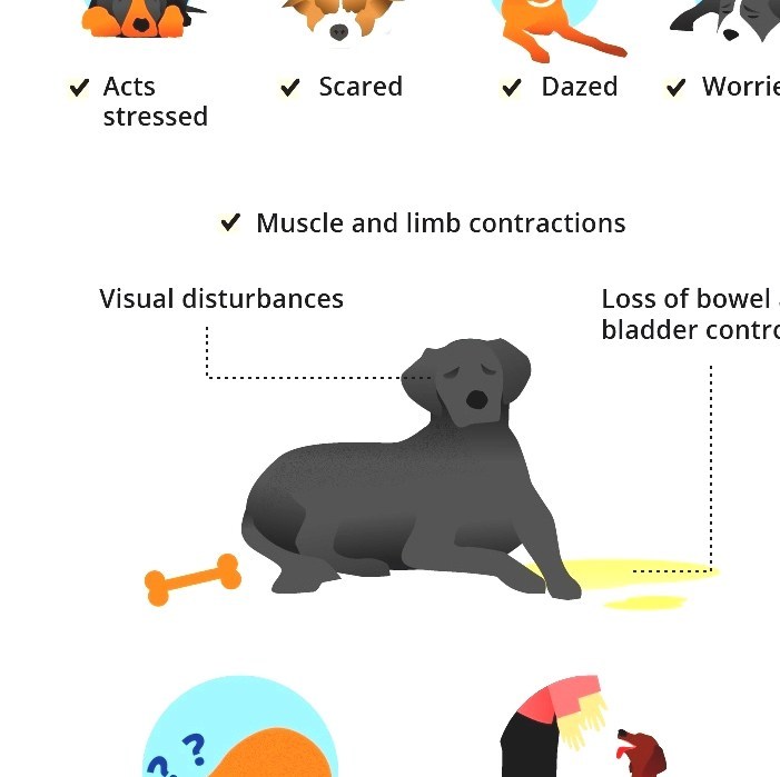 Epilepsy In Animals Types Of Dog Seizures
