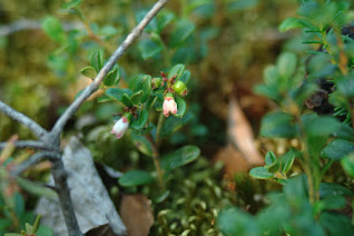 Very short lingon berry plants in bloom, growing among moss.