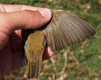 Observación de un mosquitero