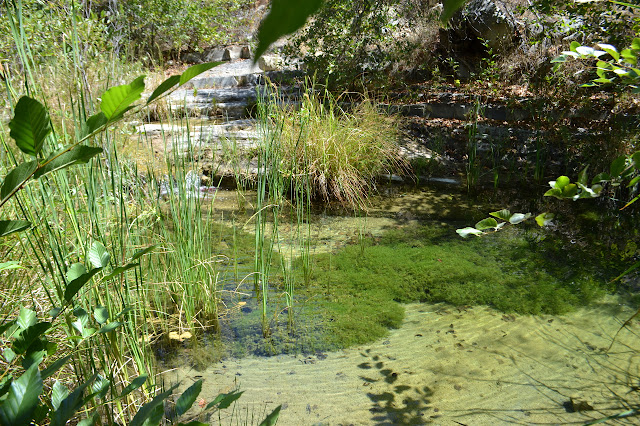 green things growing in the bottom of the pool