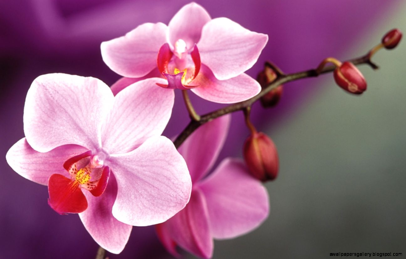 1440x900 Pink orchids macro Wallpaper
