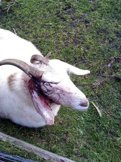Free Range Eggs Treating The Broken Horn Of A Goat