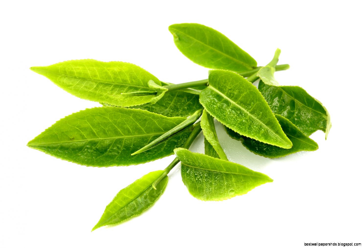 Green Tea Leaves