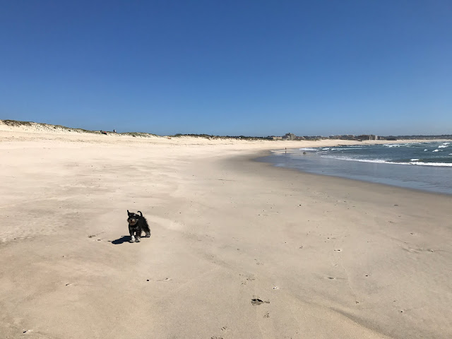 Malcolm le Schnauzer sur la plage de Vila do Conde Portugal