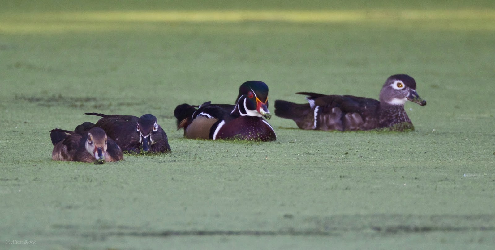 Feather Tailed Stories Wood Duck