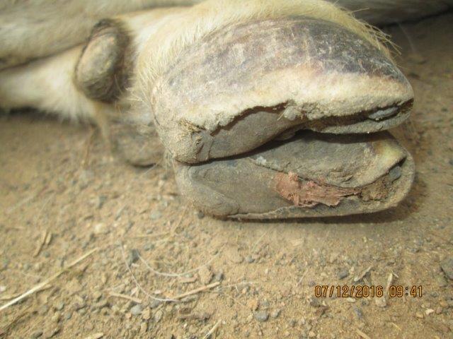 Richcat 山羊居 Trim Hooves 羊蹄的修剪