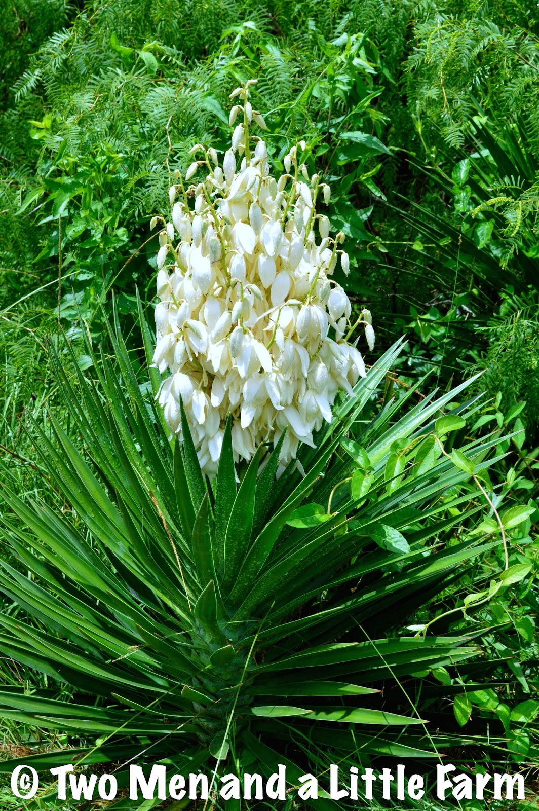 HOw To YUCCA FLOWERS IN BLOOM