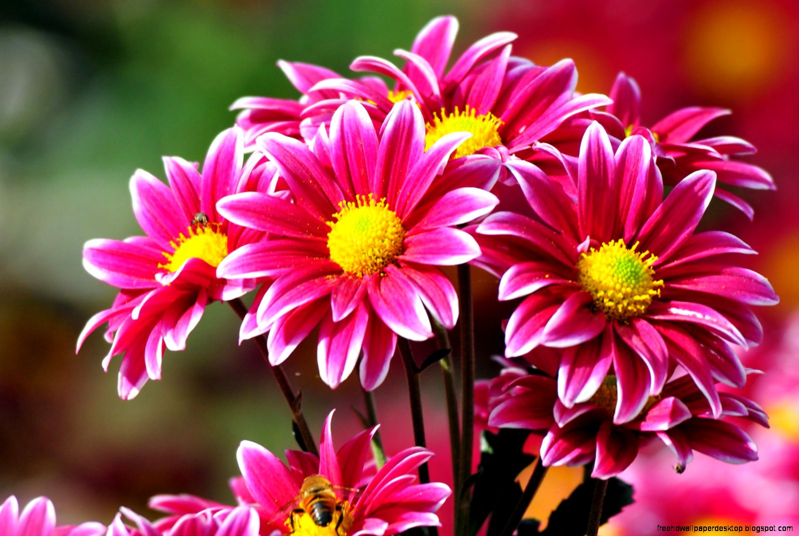 Nature Backgrounds Hd Wallpapers Mother Nature Flower Images