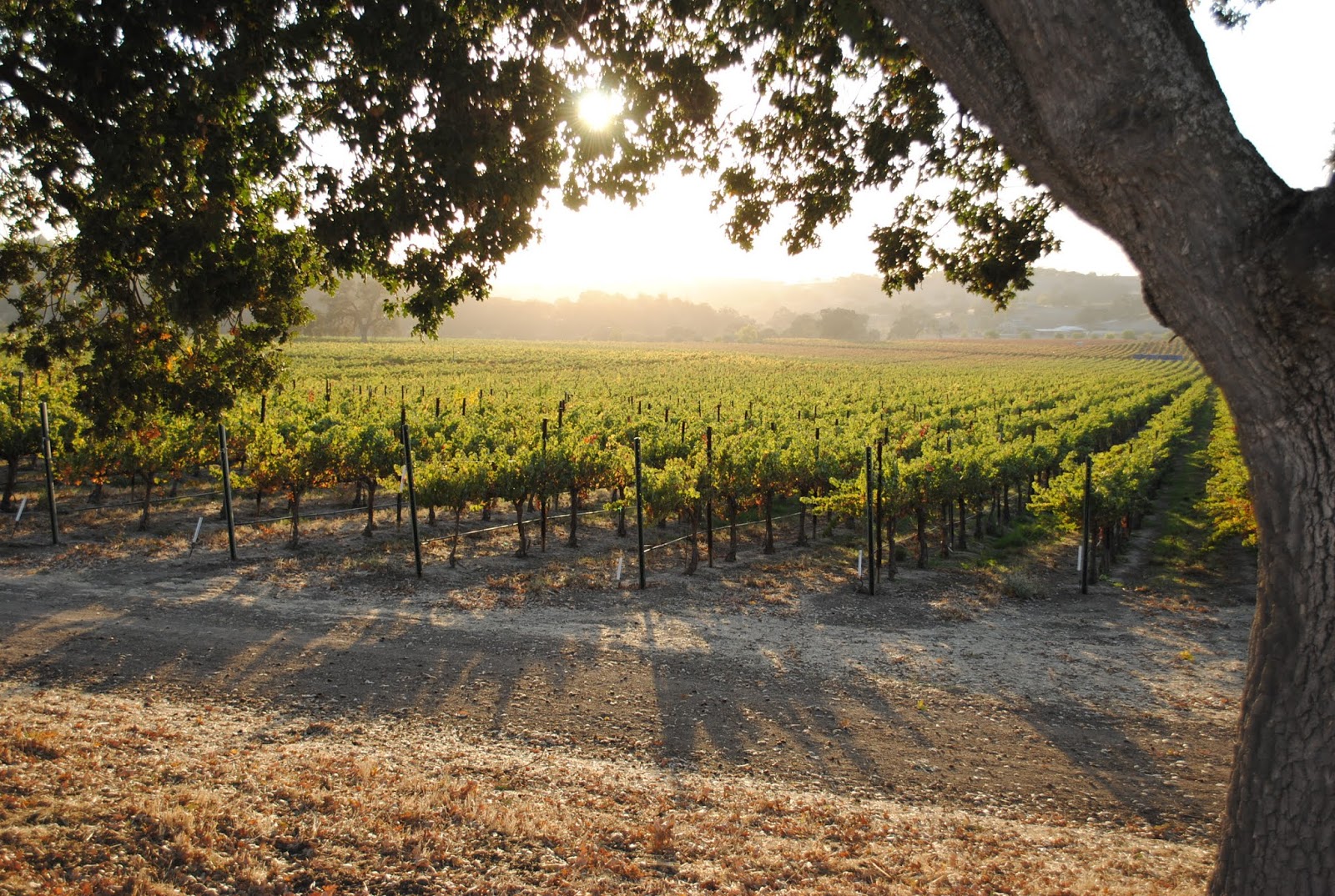 Top 5 Wineries in Paso Robles To Find Your Happy Place